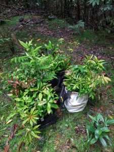 Subtropic Environmental Land Regeneration and Recovery1