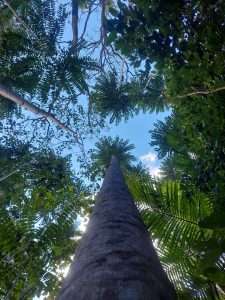 Subtropic Environmental Land Regeneration and Recovery2