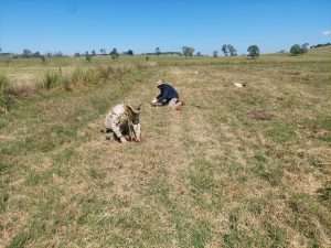 Reforestation