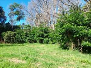 Camphor conversion
