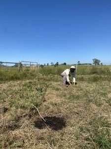 Bush Regeneration